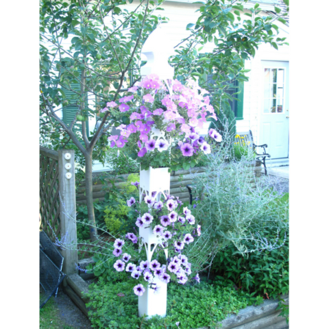 A well-established Flower Tower in bloom